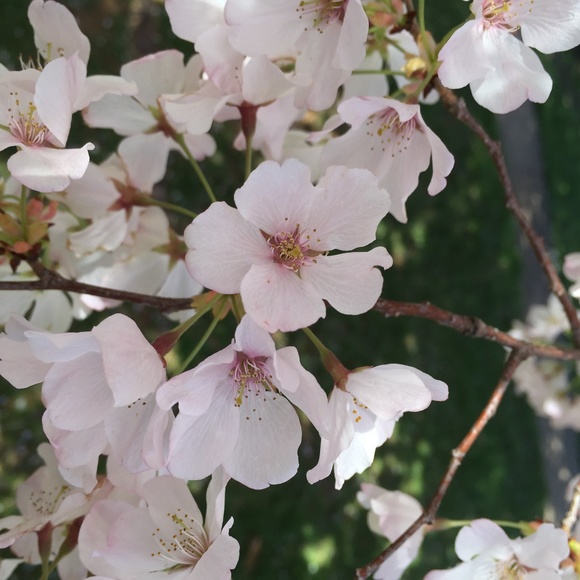 Meet your Posher, Anna - Picture 1 of 1